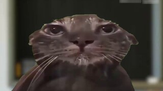 【Original cat meme】I suddenly fainted in the cafeteria