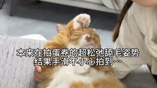 أفضل حظ للفطيرة الملفوفة المدللة