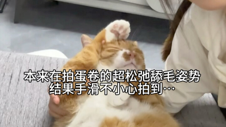 撒娇蛋卷最好命