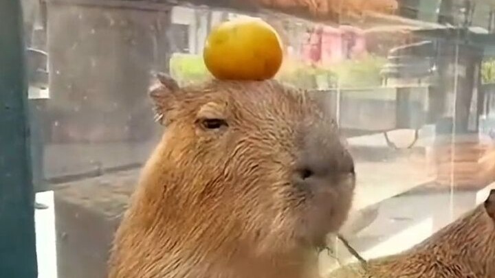 “Her emotions are so stable—she’s practically begging to be my mom!”