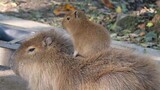 Perbandingan suara kapibara sebelum dan sesudah dewasa