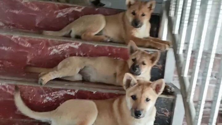 Tata Krama Tertinggi untuk Dahuang