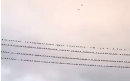 Why do sparrows even make room for each other?