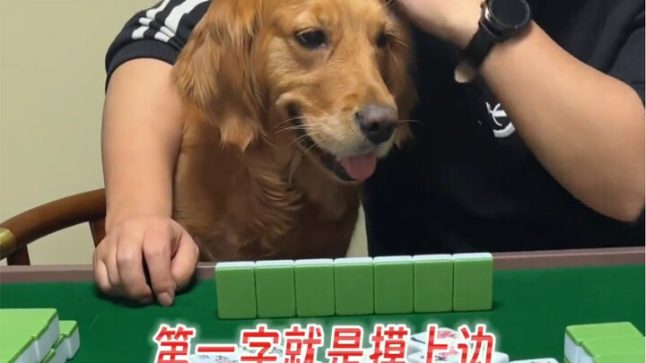 Dog nose plus dog head—guaranteed win!