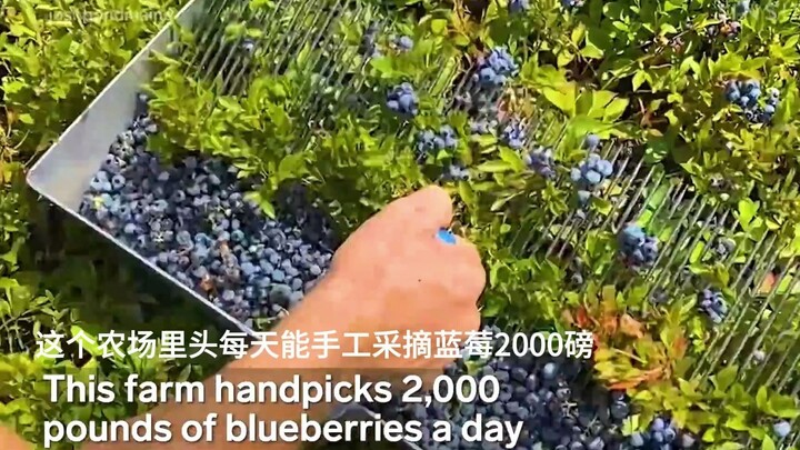 Merasakan langsung pengalaman memetik blueberry secara manual, hasil panen melimpah😊 #Petani Memetik
