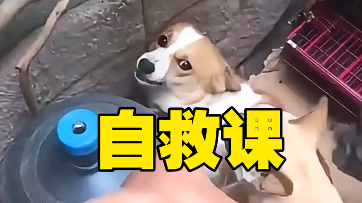 当狗子准备咬你时，该怎么办？