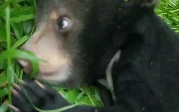 Bear cub: Why did it hit me???