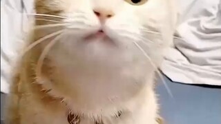 Jangan Percaya Apa yang Dikatakan Tuan Ham