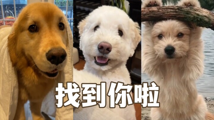 เล่นซ่อนหาพร้อมกับน้องหมา! โดนเธอเจอแล้วนะ!