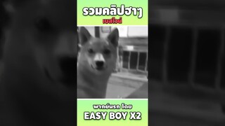 #short #easyboy #คลิปฮา #เบสไวน์