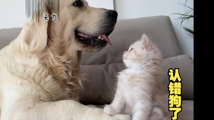 Chú mèo con coi chú chó Golden Retriever như mẹ của mình