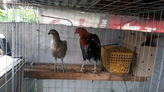 mike mebdoza escolin aej