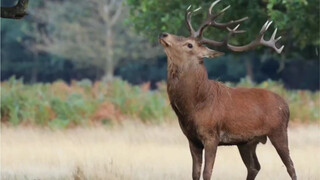 A deer calls