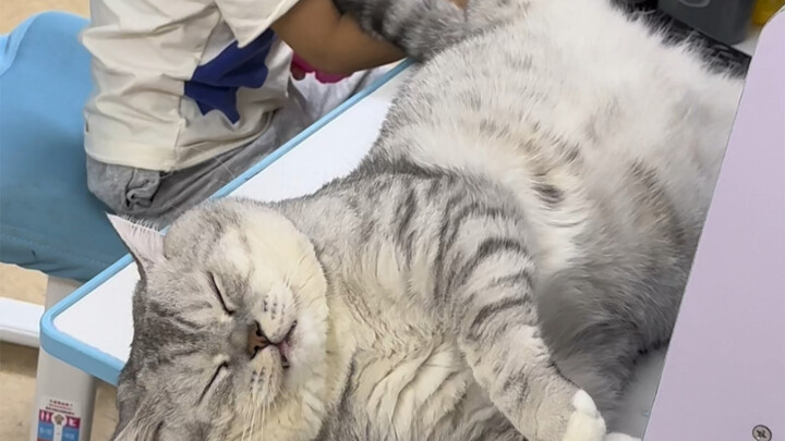 Dazhuang teases his little brother with his tail
