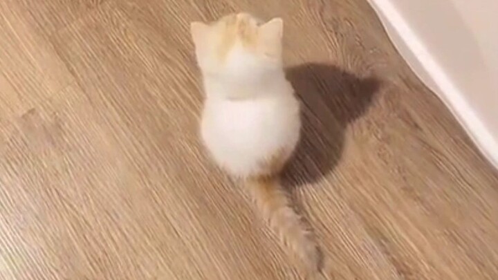 “Nó hình như tự biết mình rất đáng yêu ấy!”