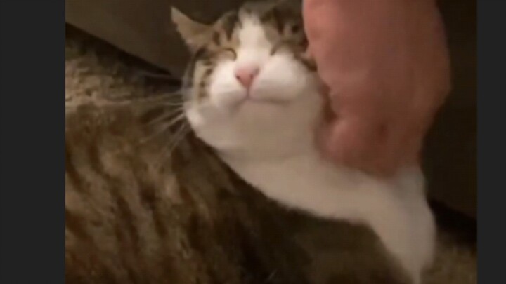 Cat: I’m very satisfied with your girlfriend!