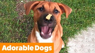 Cute Silly Dogs | Funny Pet Videos