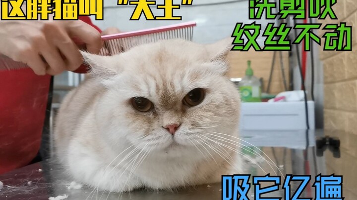 Di toko hewan peliharaan bertemu kucing gemuk paling manis, cakar merah mudanya bisa aku cium berkal