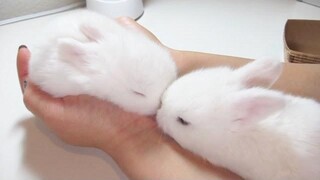 Sweet Baby Bunny Lullaby