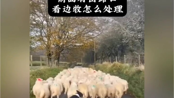 Không hổ danh là chó chăn cừu xứ Wales!! Cú lao đi ấy đẹp quá luôn!!