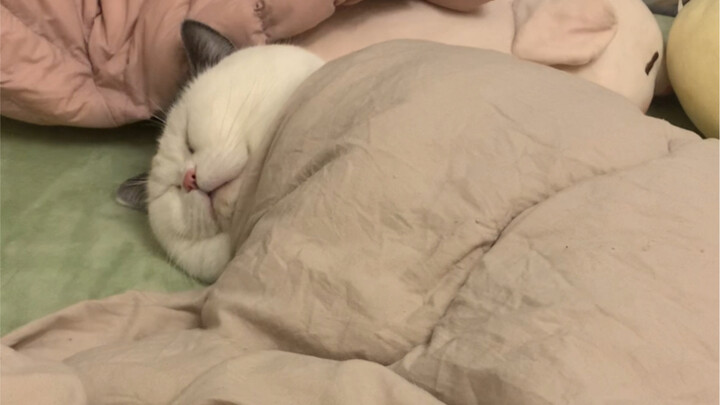 What kind of fancy cat sleeps like this…?