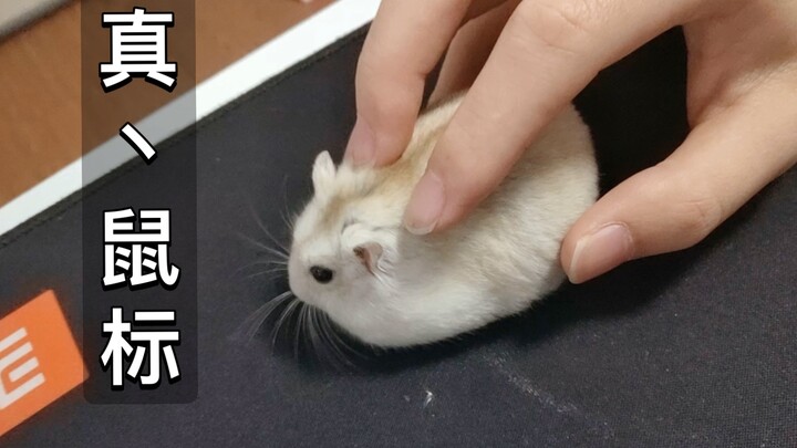 Kak, kok mouse kamu bisa bergerak sendiri dan malah kabur?