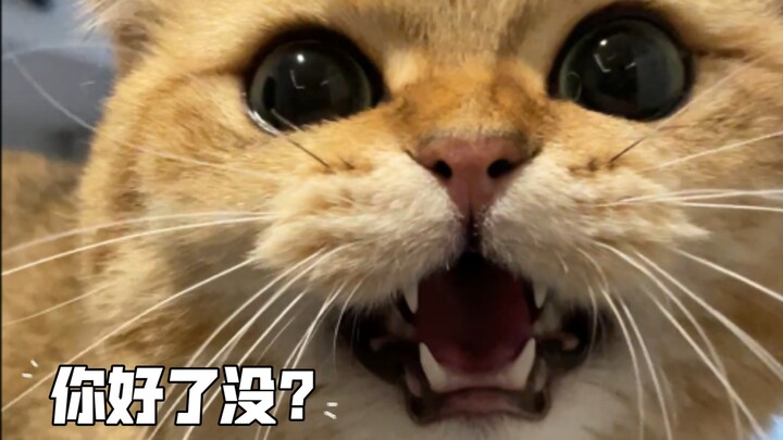 มีแต่แมวเท่านั้นที่กล้าเร่งให้สาวๆ แต่งหน้า