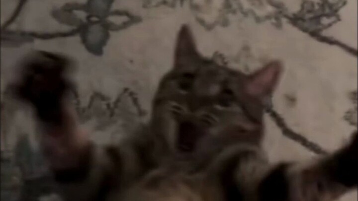 【Lồng tiếng động vật】Thật là… quá kích thích!