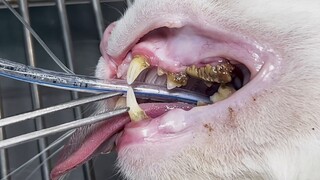 What does a piece of dental calculus look like?