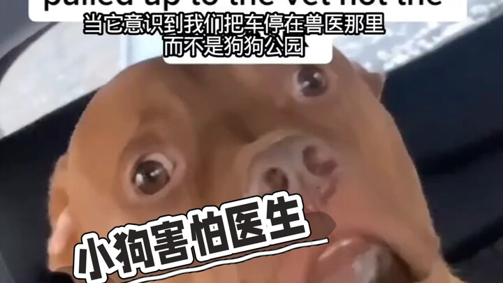 Even the puppy is afraid of going to the vet—the fear is practically radiating from its eyes.