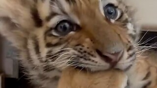 “ 这土狗怎么看着有点虎呢？ ”