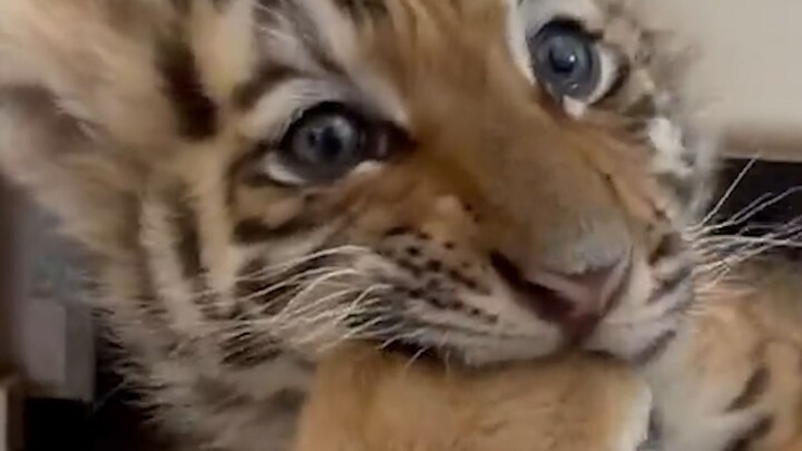 “This mutt looks kinda fierce, doesn’t it?”