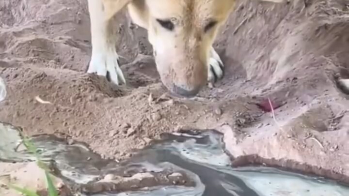 The water was almost up to its nest, and then…