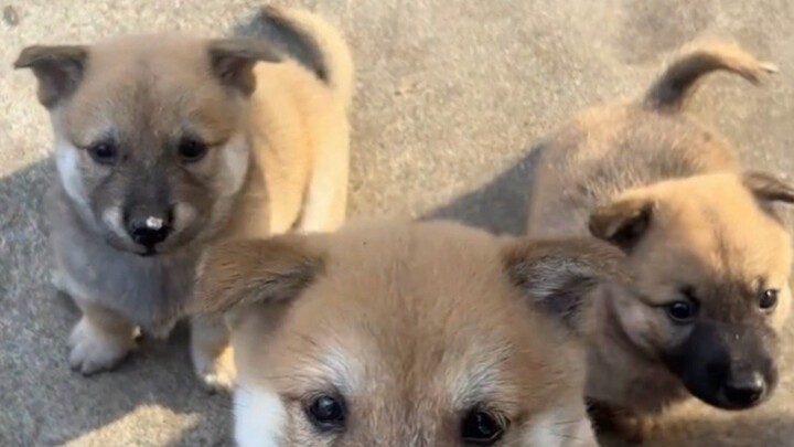 พี่น้องสุนัขตัวเล็กคอยปกป้องน้องชายที่อยู่ข้างหลัง