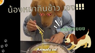 EP.09 รวมคลิปตลก ฮาๆ หมาแมวน่ารักๆ  Funny Animals