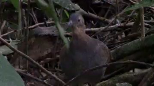 Have you ever seen this bird in the woods?