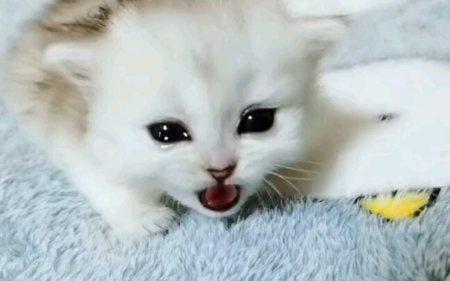 Anak kucing kecil nggak bisa ngejarin susu dari yang lain, malah nangis