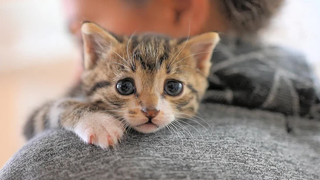 Mencoba menenangkan seekor anak kucing yang sedang menangis 😿