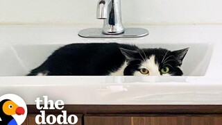 แมวซ่อนตัวจากแม่อุปถัมภ์ของเธอเป็นเวลาหนึ่งปี - จากนั้นเธอก็ทำสิ่งนี้ ศรัทธาโดโด = ฟื้นฟู