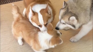 Bagaimana reaksi anjing Corgi dan Husky saat Anda membawa pulang anjing baru?