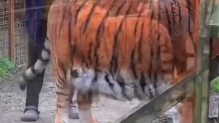 عمة في مركز كبير لإنقاذ ورعاية القطط في فرنسا تمشّط شعر النمر... وتستخدم مشطًا...