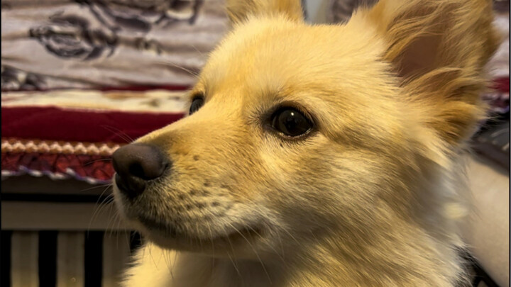 เก็บมาจากร่องน้ำเน่าในพริบตาเดียวผ่านไปปีกว่าแล้ว! ทุกชีวิตล้วนคู่ควรได้รับการดูแลอย่างดี!