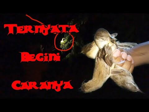 Panen Burung Prenjak Di malam hari