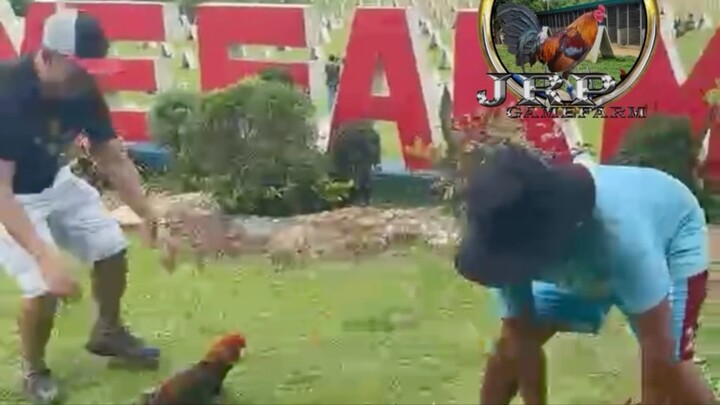 AEJ GAME FARM! Goldenboy,5K Sweater,Gilmore Hatch!