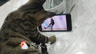 My cat must be ikun too!