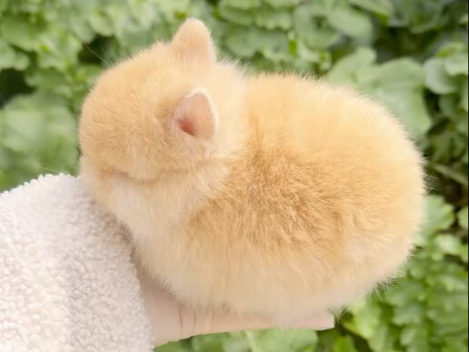 Bánh bao nhân sữa vàng thật sự long lanh sáng chói!! Lấp lánh lấp lánh!