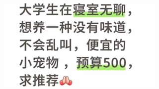 笑死在评论区了。