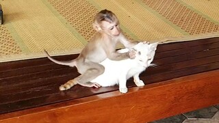 Very Happy Time Lovely Baby Liheang Playing Outside With Kitty
