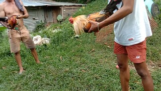 tornado vs Pumpkin Sta.lucia Viper