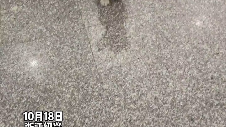 A little dog goes to the neighbor’s house to play with the cat, just like that mischievous kid next 